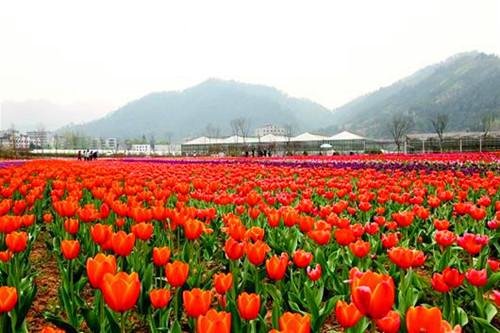鼎元别院:比邻合肥植物园 与城市风景零距离对