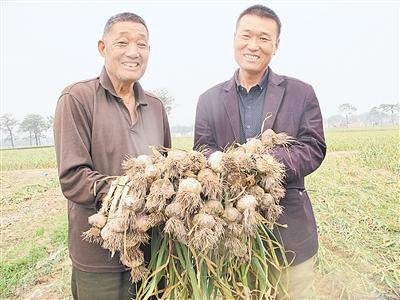 杞县45万亩大蒜丰收 专家分析:市场将良性发展