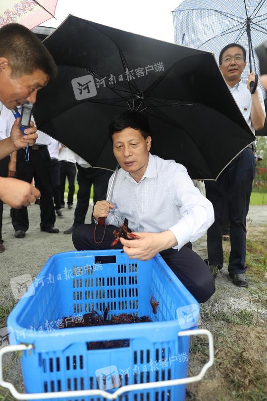 雨中察脱贫,养过蚕的谢伏瞻为光山稻农"引来"什么致富