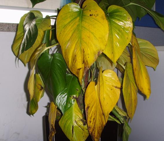 【花椒面】:天堂里也流行上网聊QQ?