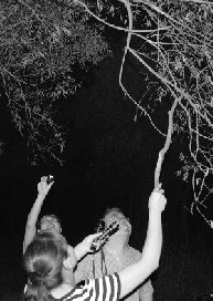 夏季郑州市民郊区捉蝉蛹 吃蝉要注意防中毒