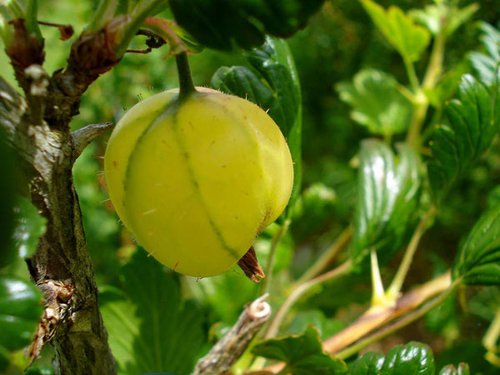 旅行途中最不容错过的怪异水果