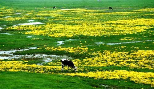 我国四大牧区 我国四大牧区资源 我国最大的牧区