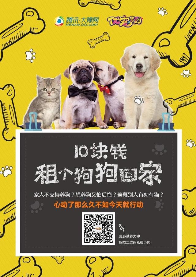 在郑州宠物也能共享！10元租个狗狗回家 你会试试吗？