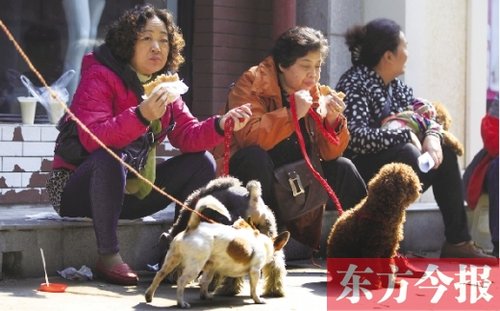 郑州金水区免费办犬证 市民带干粮狗粮凌晨排队