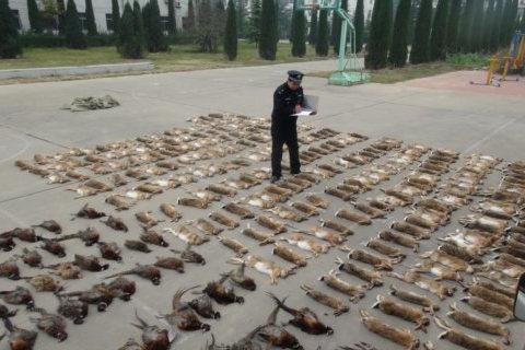 三门峡查获非法运输野生动物案 车上装运286只动 . 三门峡查获非法运输野生动物案 车上装运286只动物