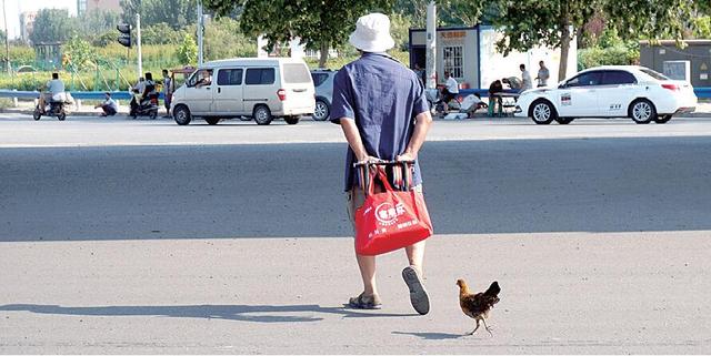 小雞每天跟著80歲老人遛圈 老人一叫就鉆其懷里