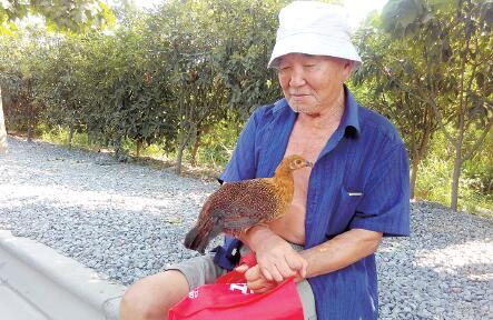 小雞每天跟著80歲老人遛圈 老人一叫就鉆其懷里