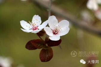 坐公交赏花 2块钱耍遍郑州