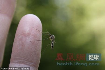 蚊子最怕的味道 6个妙招帮你轻松驱蚊