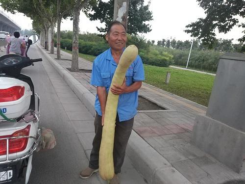 郑州一老汉种出“逆生长”南瓜