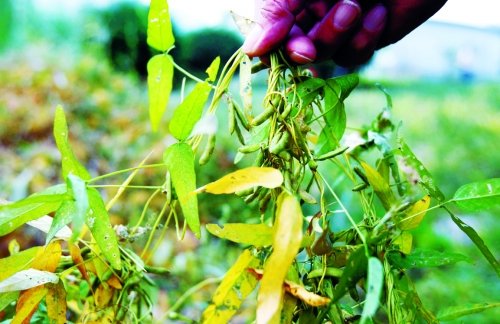 郑东新区发现大片野生大豆 为国家二级保护植物