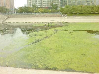 郑州东风渠遭绿藻封河 管理部门“跪求”良策