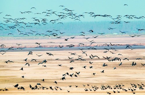 郑州黄河湿地候鸟成群 千只雁群飞蔚为壮观(图)