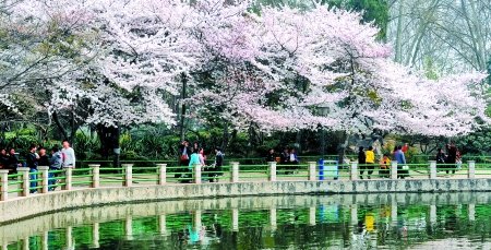 看樱花不必东奔西走 郑州人民公园假期赏樱花