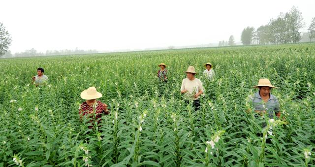 现场会上县农牧局负责人对平舆县2017年白芝麻种植及机械化播种进行