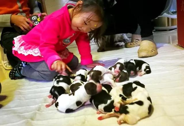 厉害了!平顶山一狗妈妈一胎生下16只小狗