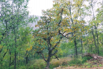 汝州市林业局发现一株二级保护古树“榅桲”