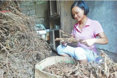 驻马店女孩高考628分 为学费剪300万个夏枯球_大豫网_腾讯网