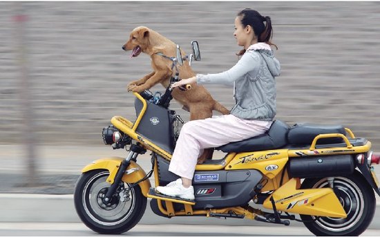 胆大车主带导航犬乘摩托车 前路虽好安全第一