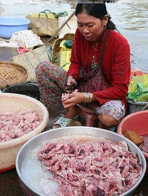 越南人爱吃老鼠肉 少女吃鼠来美容