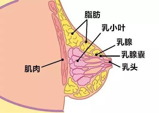 这得从人类乳房的结构说起乳房的内部主要由腺体,导管系统,脂肪组织