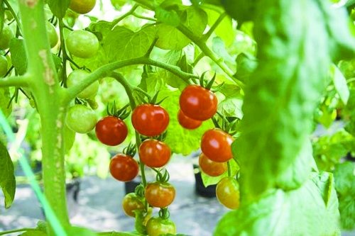 郑州将建十大现代农业示范区_河南批发网,郑州