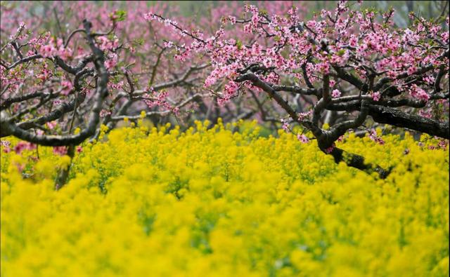 河南西华万亩桃花芬芳绽放 染红阡陌美如画