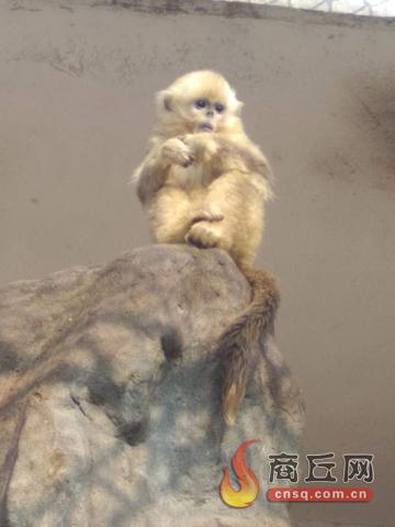 商丘动物园新添一只小小美猴王 来给它起个名