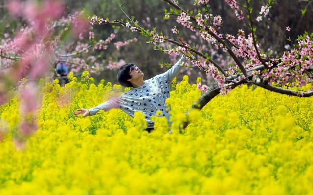 河南西华万亩桃花芬芳绽放 染红阡陌美如画