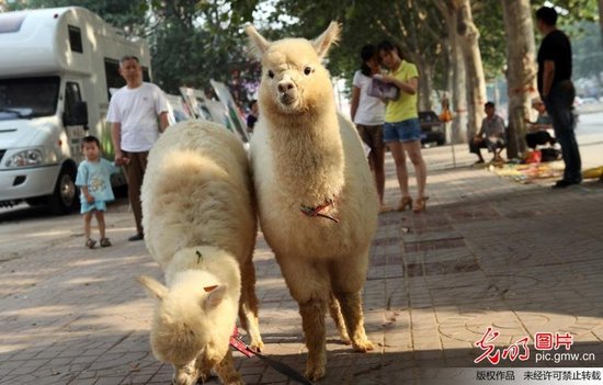 男子花12万买两只羊驼 神兽生气会追着人吐口水