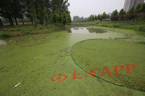 西流湖浮萍疯长图片_WWW.66152.COM