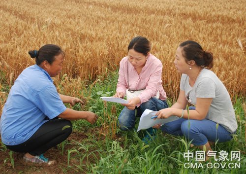 河南安阳:气象服务积极应对麦收期暴雨(图)
