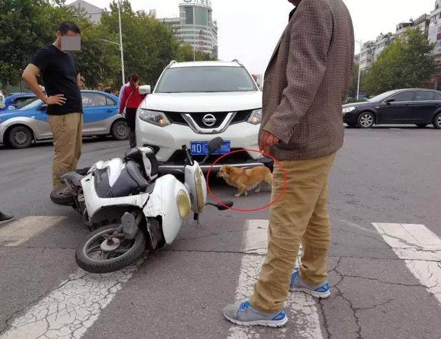 平顶山女子被撞倒在地 小狗围着主人电动车不