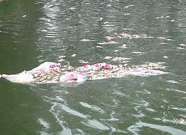 中牟魚(yú)塘一天現(xiàn)萬(wàn)斤死魚(yú) 疑與水質(zhì)改良劑有關(guān)