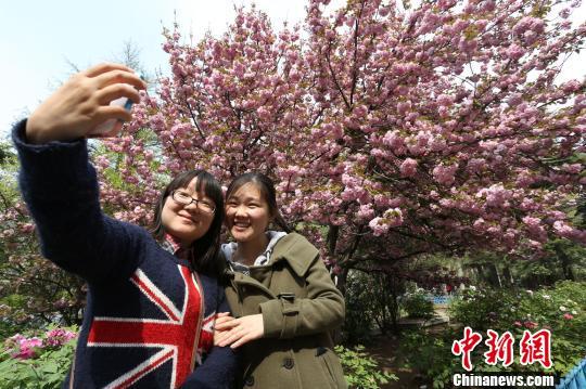 郑州现最大樱花树 上世纪七十年代从日本引进