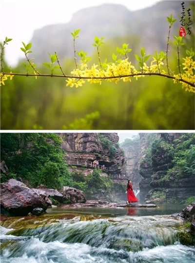 到了 娇嫩的迎春花散发着勃勃的生机 是云台山春天里的一道亮丽风景