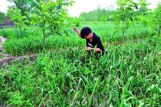浚县近200亩蒜薹白白送人 村民:收购价太低顾不住本