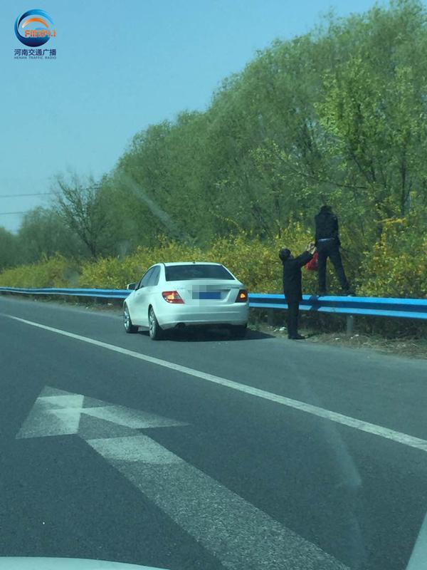 郑州段高速一车应急车道停车 两人踩护栏摘榆钱