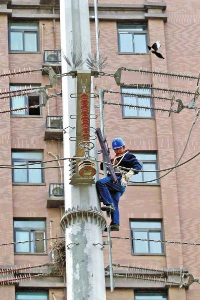 鄭州兩只喜鵲高壓線桿筑窩 遭電工“強拆”(圖)