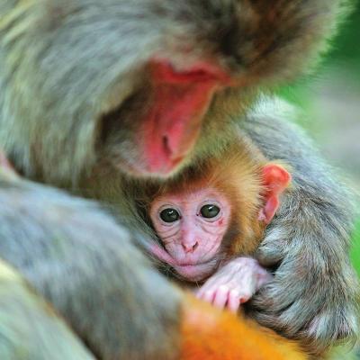 河南太行山野生猕猴数量壮大 已发展到2000多只