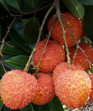 正是荔枝成熟季 行走岭南品广东荔枝三杰