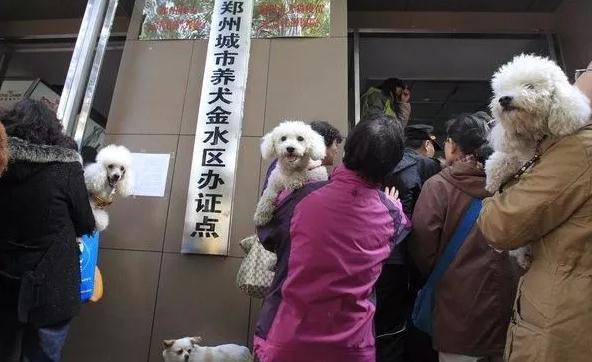 在郑州宠物也能共享！10元租个狗狗回家 你会试试吗？