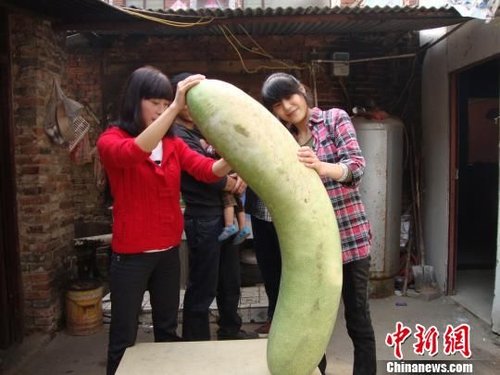 南阳村民收获143公分巨型冬瓜 是普通冬瓜3倍大