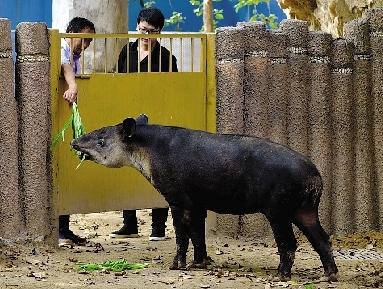 郑州动物园入住长得像猪的中美貘 假期来看吧