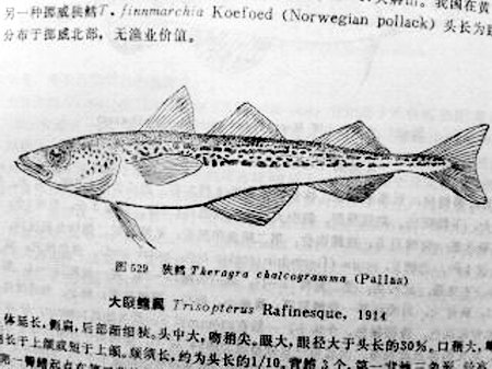 记者调查油鱼冒充鳕鱼 市场整条鳕鱼98元一斤