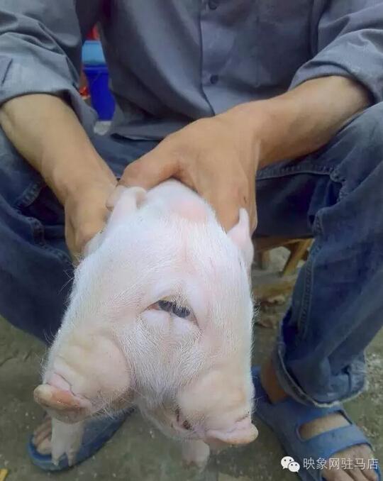 泌阳惊现双头猪仔 有三只耳朵和四个眼睛