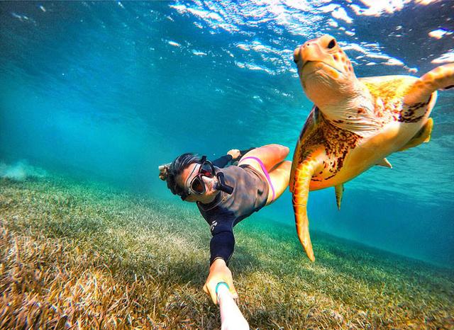 巴哈马美女潜水教练与各种水中生物自拍_大豫网_腾讯网