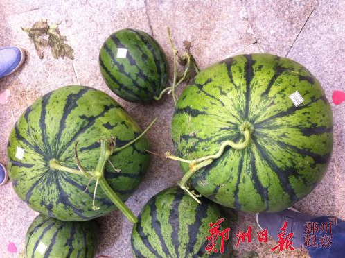 中牟西瓜节评出西瓜王 55.5斤独占花魁