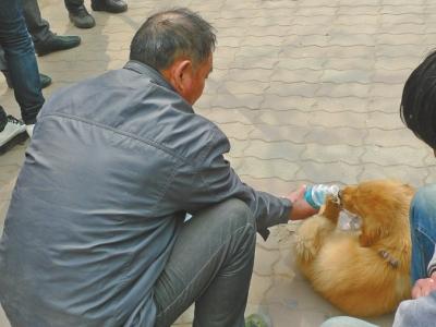 17岁女孩郑州公园上吊身亡 忠犬不吃不喝守候